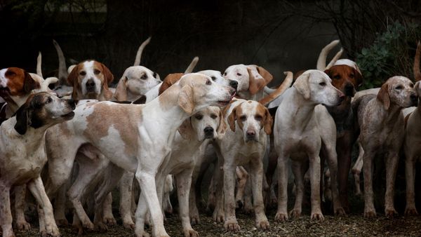 Măcel în satul Carasa, județul Botoșani. Vânătorii angajați de primar au măcelărit toți cățeii de pe străzile satului