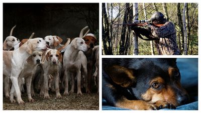 Măcel în satul Carasa, județul Botoșani. Vânătorii angajați de primar au măcelărit toți cățeii de pe străzile satului