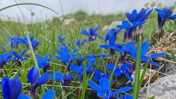 Planta rară din Bucovina care crește doar pe crestele munților și care are proprietăți miraculoase