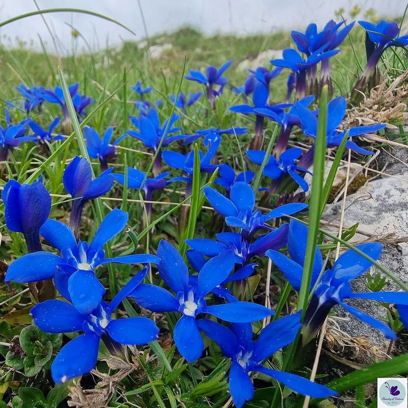 Cum se folosește ghințura? 