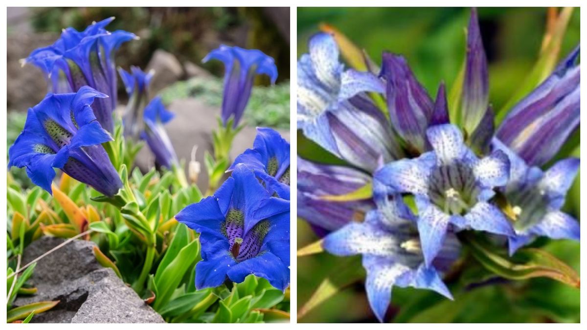 Pentru ce se folosește ghințura? 