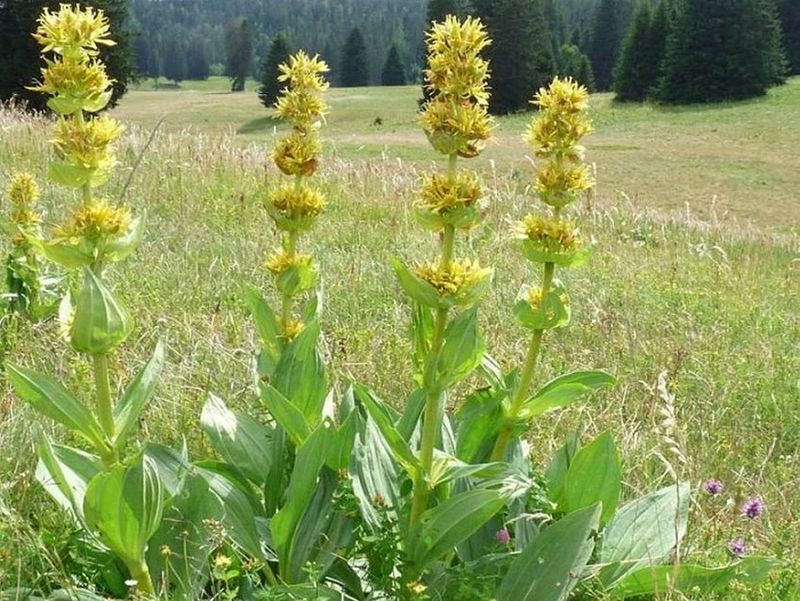 Ce afecțiuni tratează ghințura? 