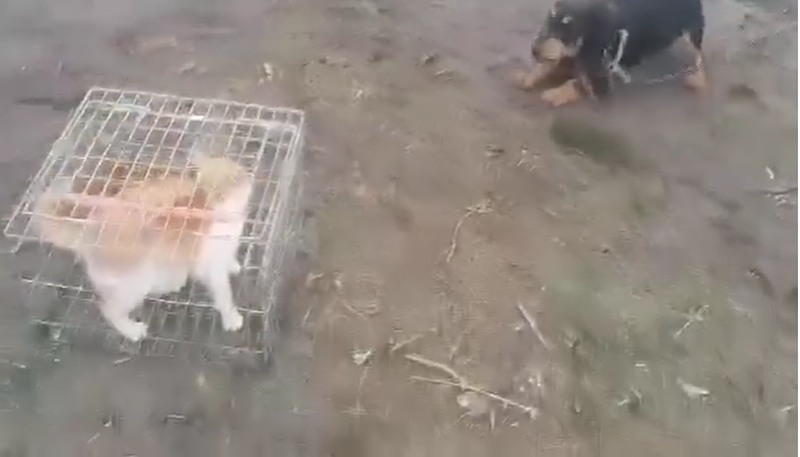 pisica momeala caini