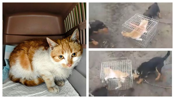 VIDEO "Monstru" cu chip de om. Un bărbat din Iași folosește o pisică pentru a testa agresivitatea c&acirc;inilor