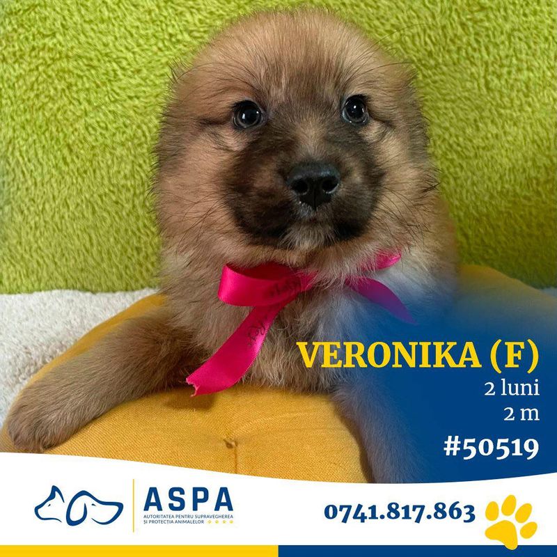 Unde trebuie să mergi în weekend dacă vrei să adopți un animăluț? 