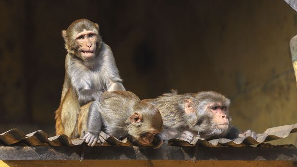 Cum a reușit o maimuță să lase fără curent toata Sri Lanka