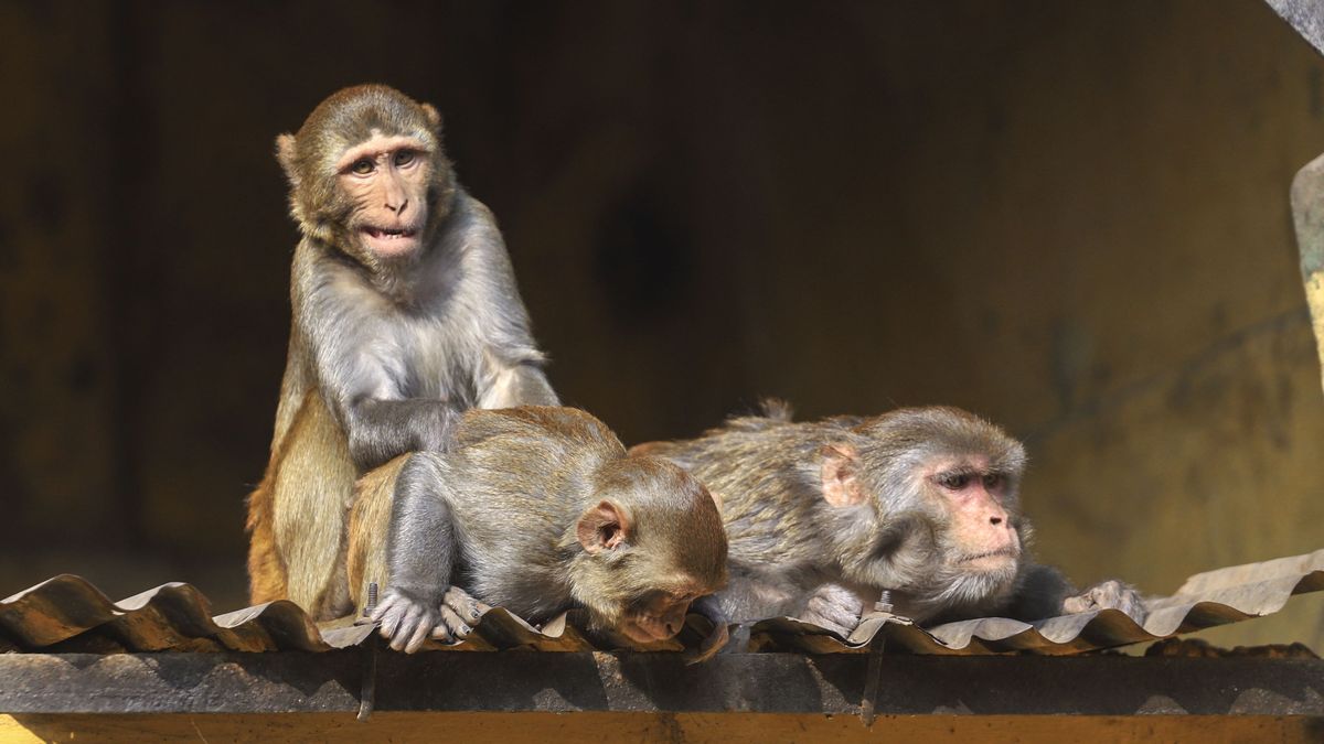 Maimuta pana de curent Sri Lanka