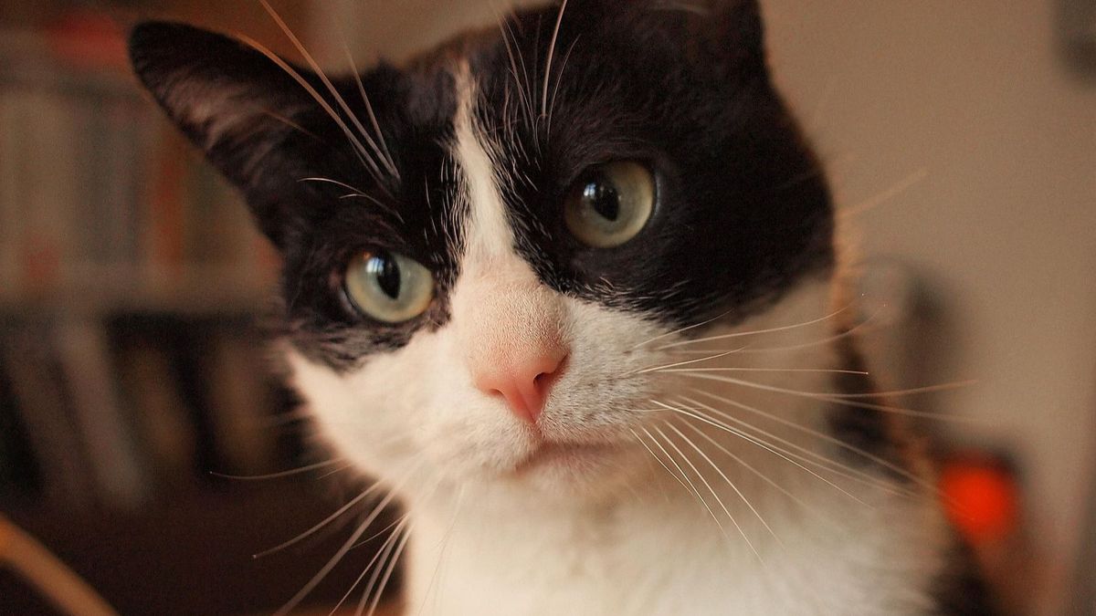 O profesoară se crede pisică