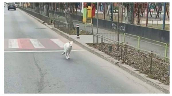 De unde a fugit, de fapt, cangurul alb filmat pe străzile Bucureștiului? Poliția a elucidat misterul