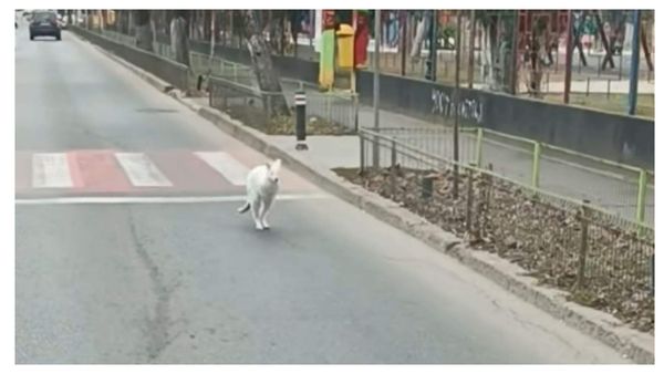 De unde a fugit, de fapt, cangurul alb filmat pe străzile Bucureștiului? Poliția a elucidat misterul