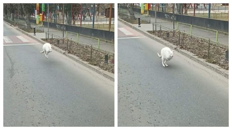 Un cangur alb în mijlocul Capitalei