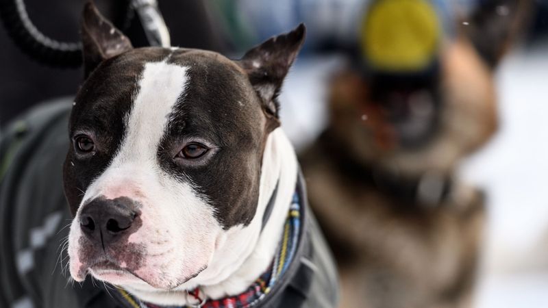 Detalii șocante ies la iveală despre moartea fetiței de 9 luni sf&acirc;șiată de un pitbull. De ce ar fi ascuns adevărul părinții micuței