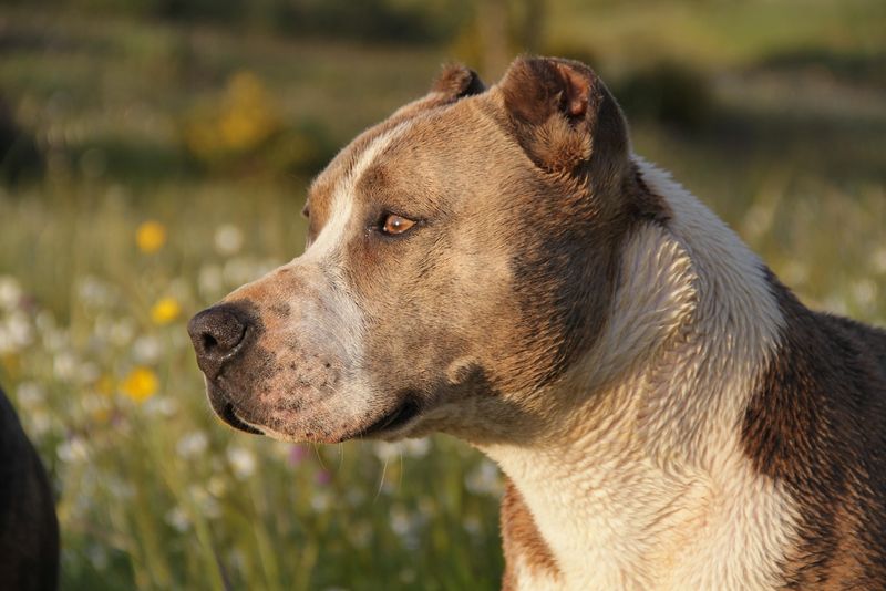 Un pitbull a ucis un copil de 9 luni