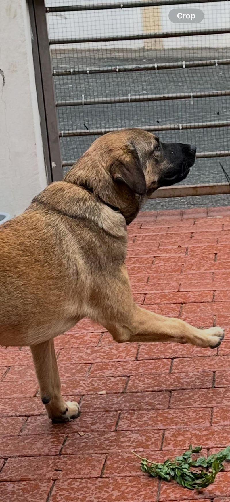 Codin Maticiuc oferă o recompensă de 1.000 de euro pentru cel care îl găsește pe Rock