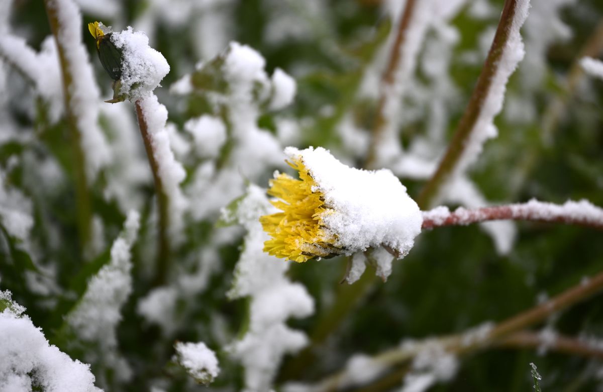 ANM anunt temperaturi record