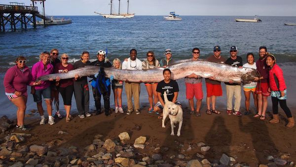 Pe o plajă a apărut "Peștele sfârșitului lumii": Sosirea sa prezice una dintre cele mai grave catastrofe de pe planetă