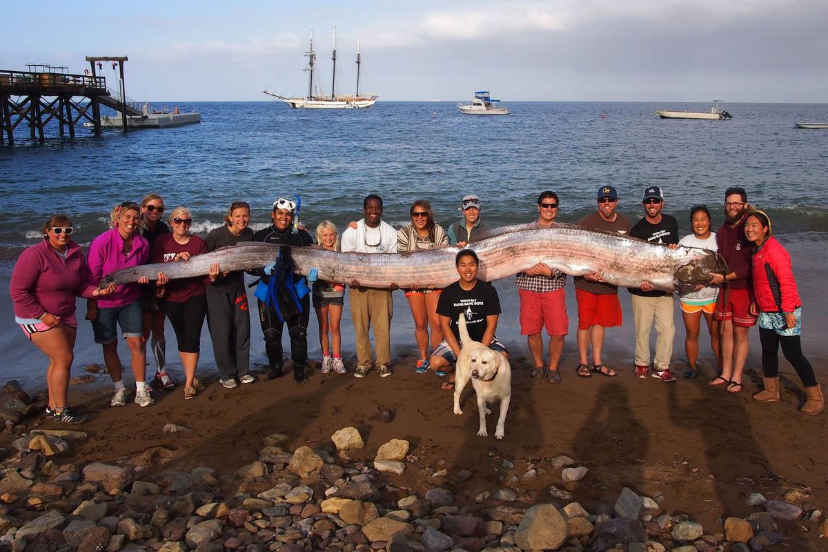Pestele regal, o ingrijorare majora in randul oamenilor