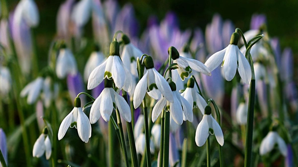 Descoperă cele mai frumoase mesaje pentru 1 Martie 2025