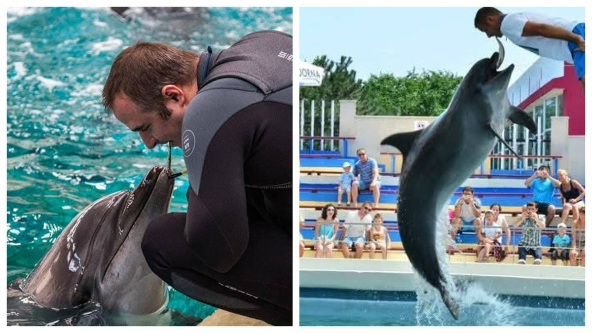 Delfinul Chen Chen de la Delfinariul din Constanța a murit 