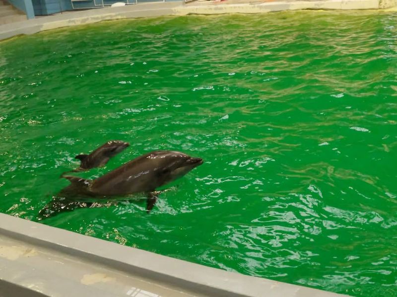 A murit delfinul Chen Chen 