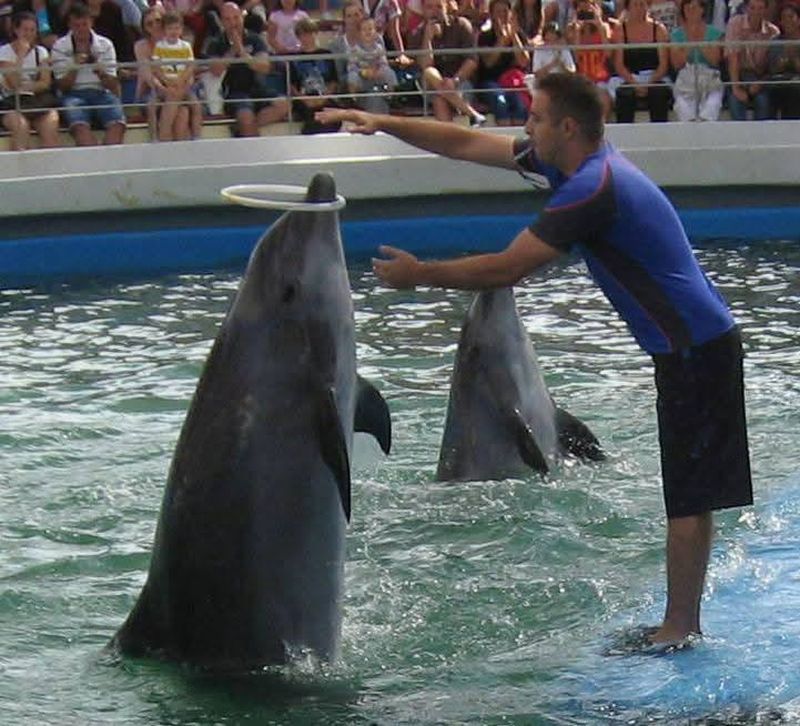 Delfinul Chen Chen a murit la Delfinariul din Constanța 