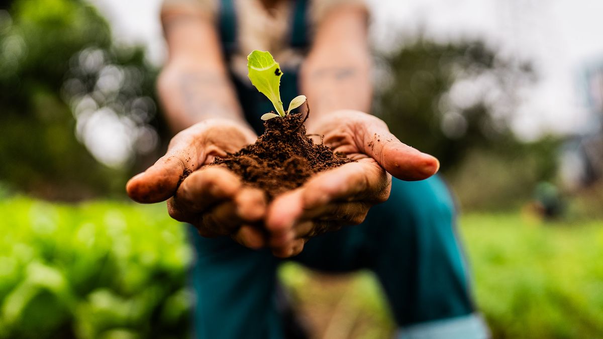 Cum &icirc;ți protejezi semințele &icirc;nainte de plantare