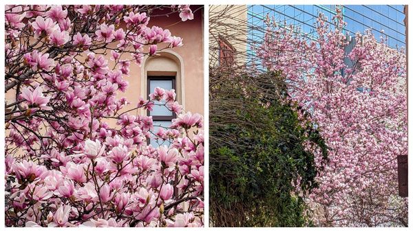 Harta magnoliilor din București. Cele mai frumoase flori ale primăverii sunt pe cale sa facă spectacol pe străzile din cartierele bucureștene. Unde putem vedea cei mai frumoși astfel de copaci &icirc;nfloriți