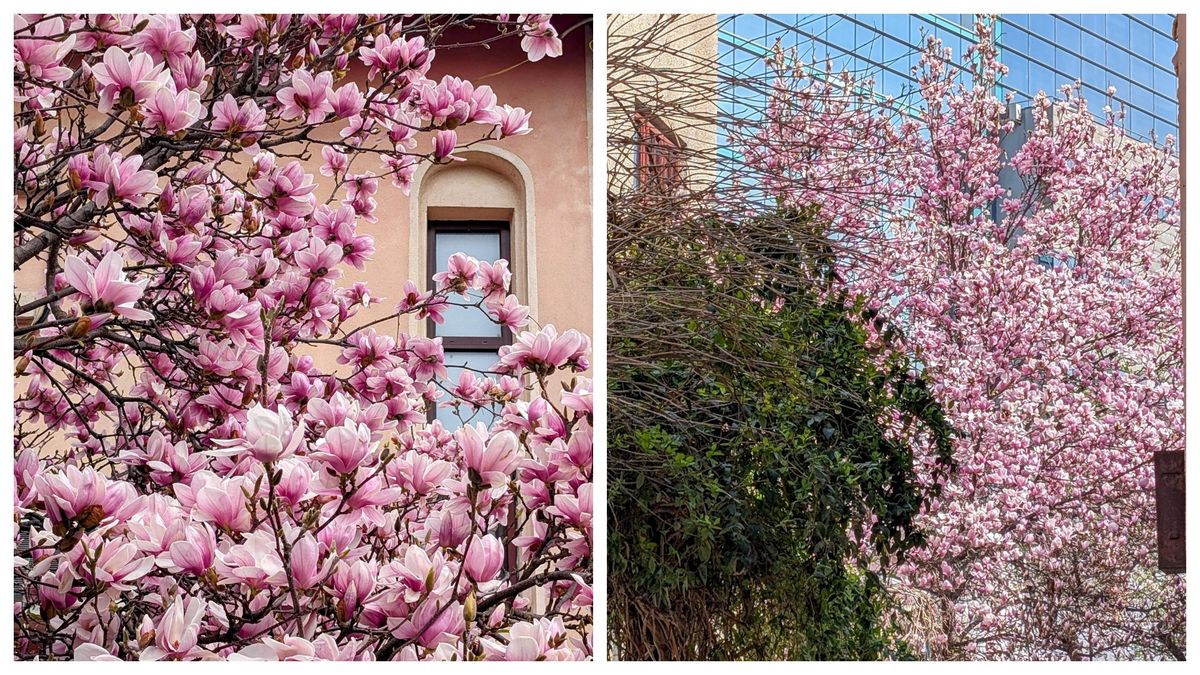 Harta Magnoliilor pentru 2025 