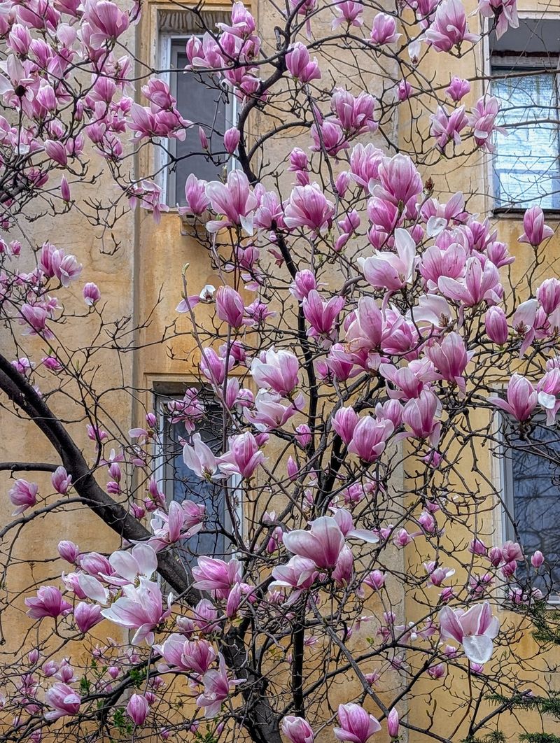 Unde găsești cele mai frumoase magnolii din București? 