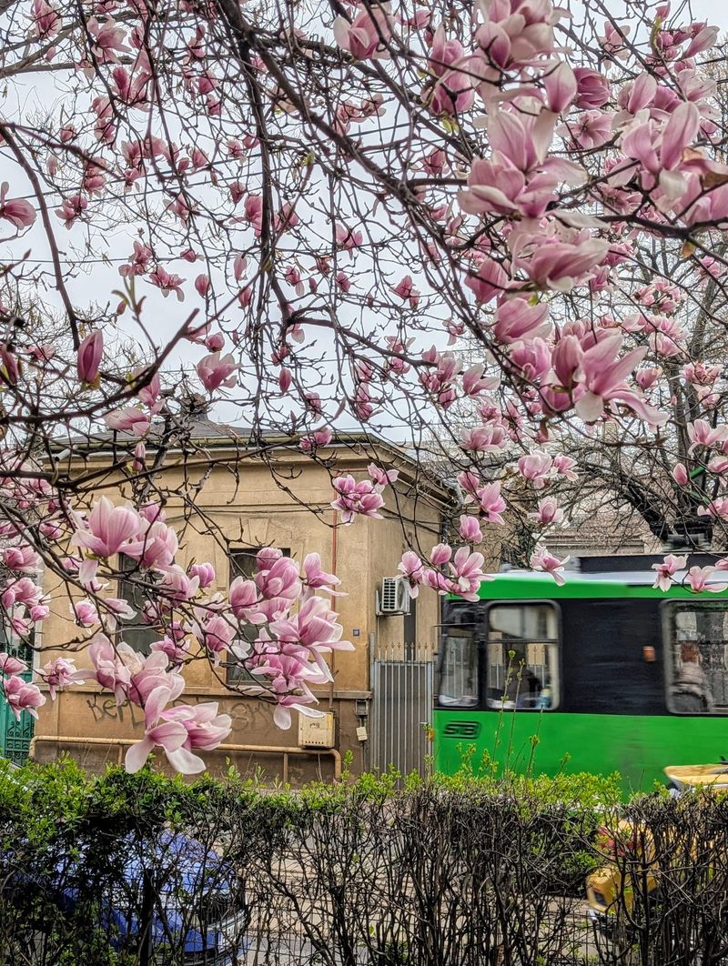 Magnoliile au început să înflorească în București 