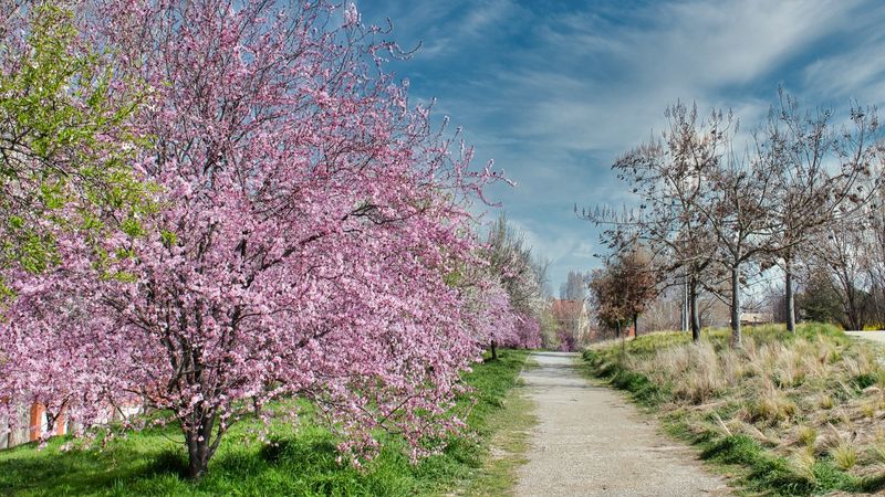 Cum va fi vremea de Florii și Paște. Prognoza ANM pe următoarele săptăm&acirc;ni