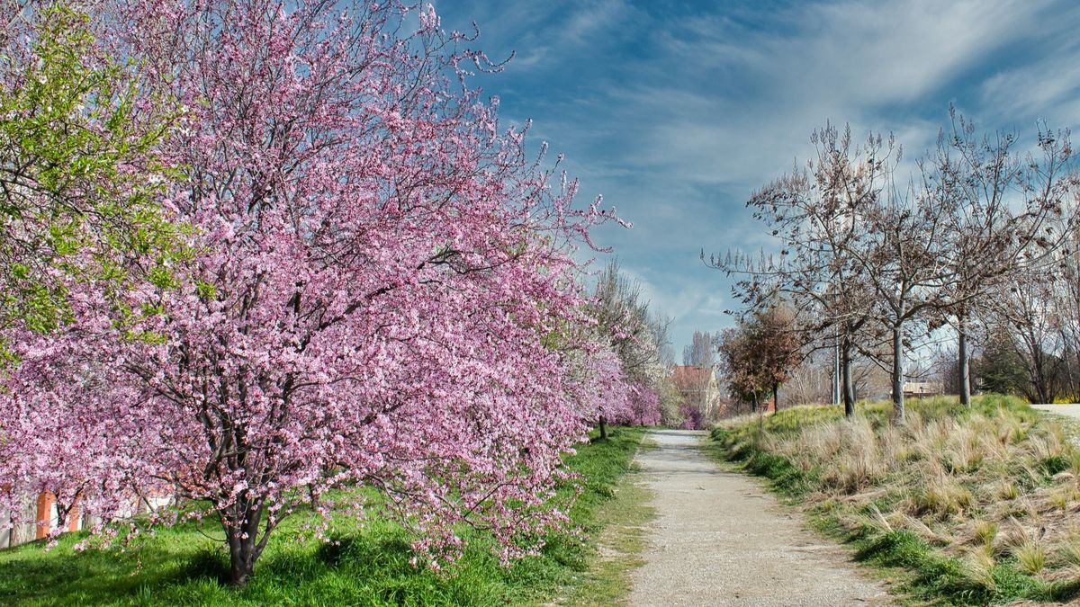 Cum va fi vremea de Paște și de Florii? 