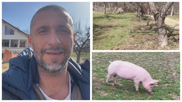 Purcica Betty, mană cerească pentru Dragoș Bucur. Cum și-a găsit actorul grădina? " Porcul, freză naturală!"