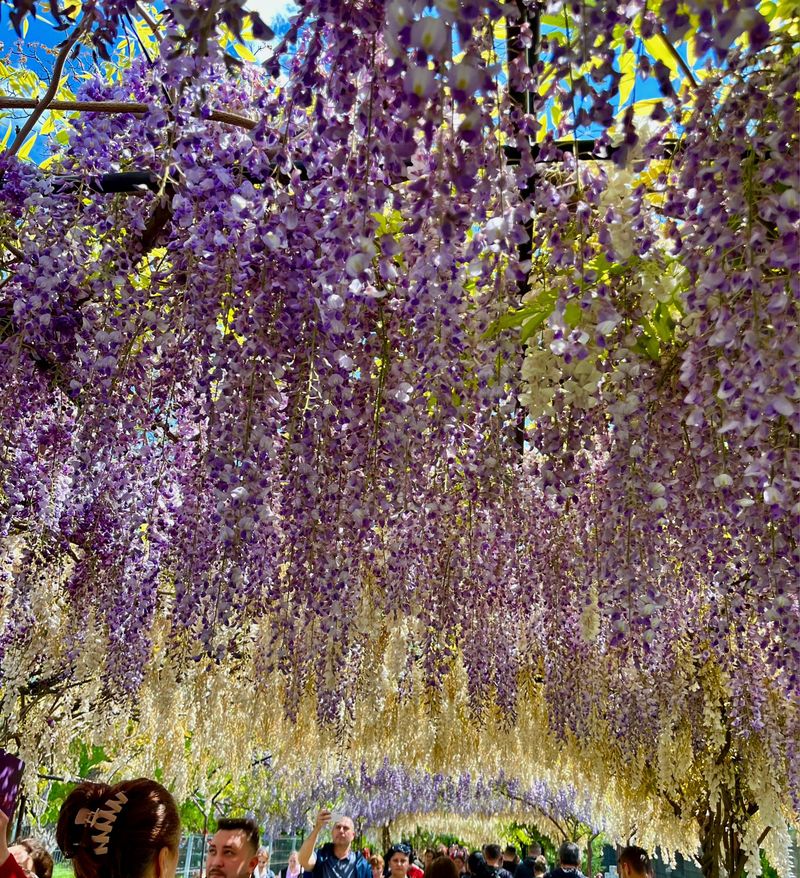 Cele mai frumoase glicine înfloresc la Mănăstirea Ghighiu în luna aprilie 