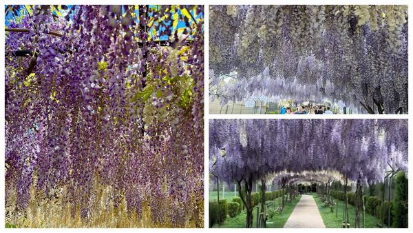 De ce trebuie să vizitezi neapărat Mănăstirea Ghighiu &icirc;n aprilie. Are cele mai frumoase bolte de glicine pe care le-ai văzut vreodată