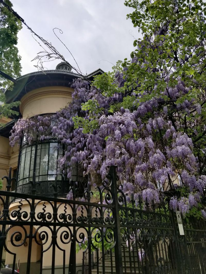 Locurile în care se găsesc cele mai frumoase glicine din București