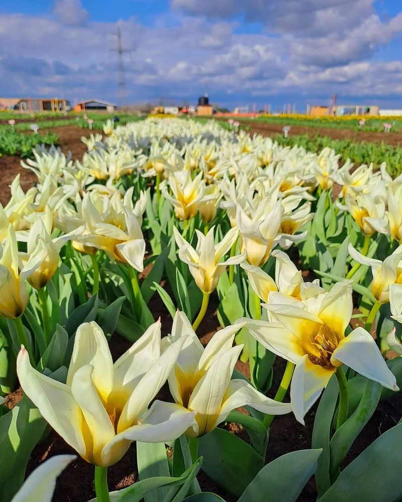 Cat costa biletele de intrare la paradisul florilor? 