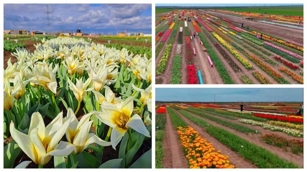 S-a deschis paradisul florilor din Rom&acirc;nia! Este cel mai mare c&acirc;mp de lalele de la noi din țară. Cat costă biletul de intrare?