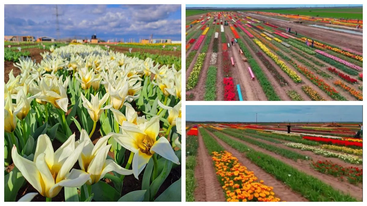 S-a deschis oficial paradisul florilor 