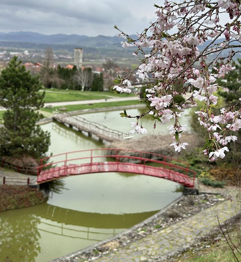 Locul din România care ascunde cei mai frumoși cireși japonezi înfloriți 
