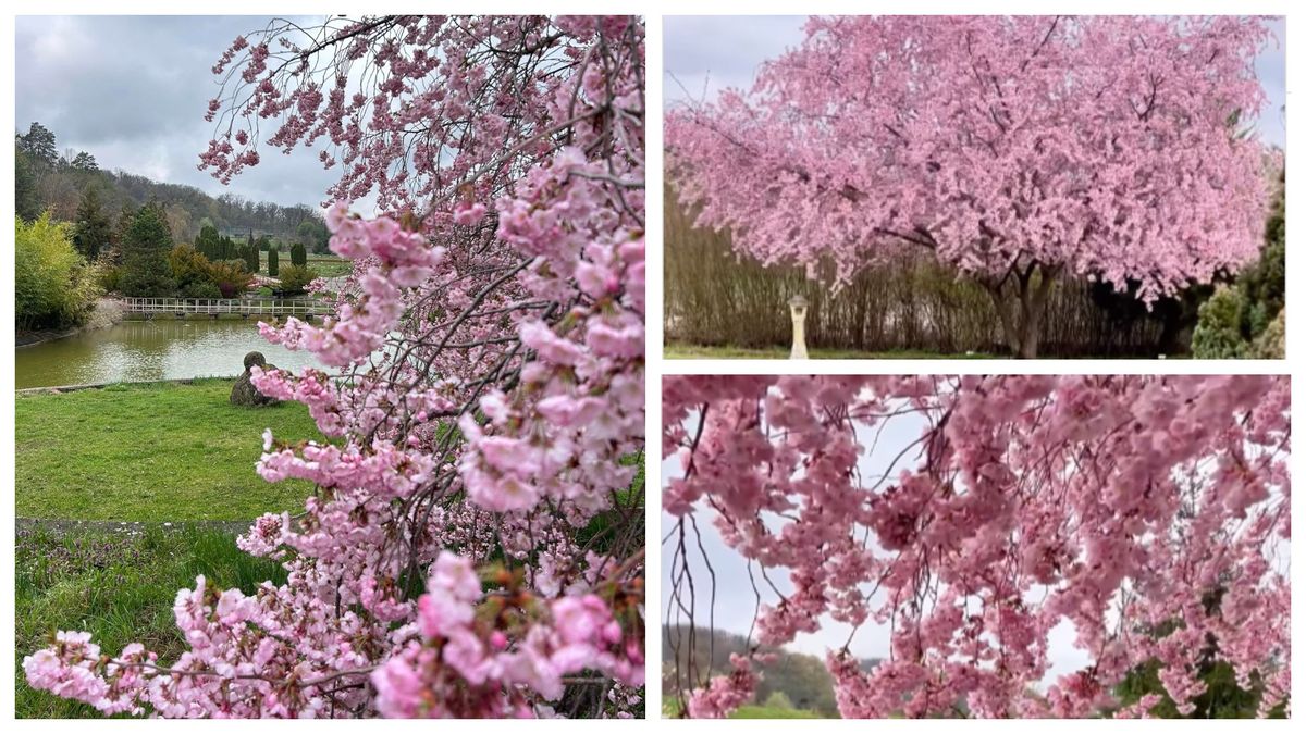 Unde se află cea mai frumoasă grădină cu cireși japonezi înfloriți? 