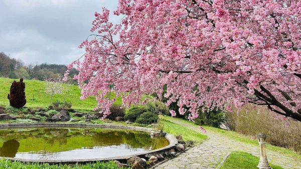 Unde se află cea mai frumoasă gradină cu cireși japonezi înfloriți. Ai crede că ești în Japonia, însă locul uimitor este în România, la Jibou. Cât costă intrarea?