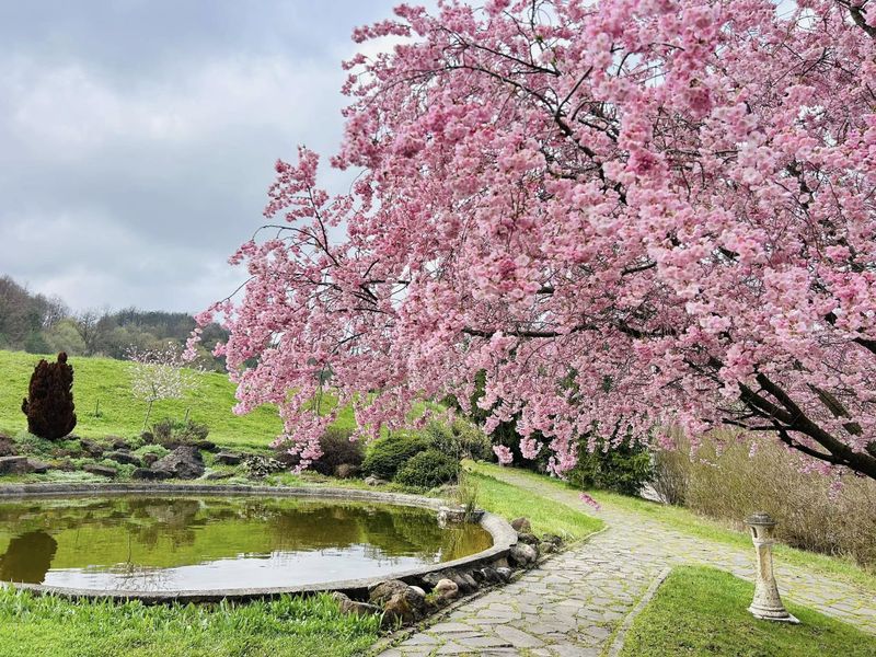 Iată unde poți merge pentru a admira cireșii japonezi înfloriți în această perioadă 