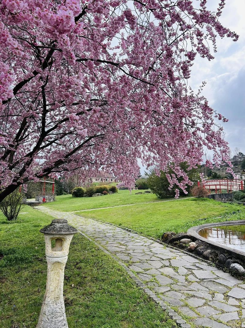 Cum ajungi la cea mai frumoase grădină cu cireși japonezi? 