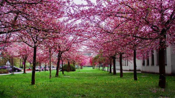 Cum va fi vremea de Paște de și 1 Mai în 2025? Prognoza ANM pentru următoarea perioadă