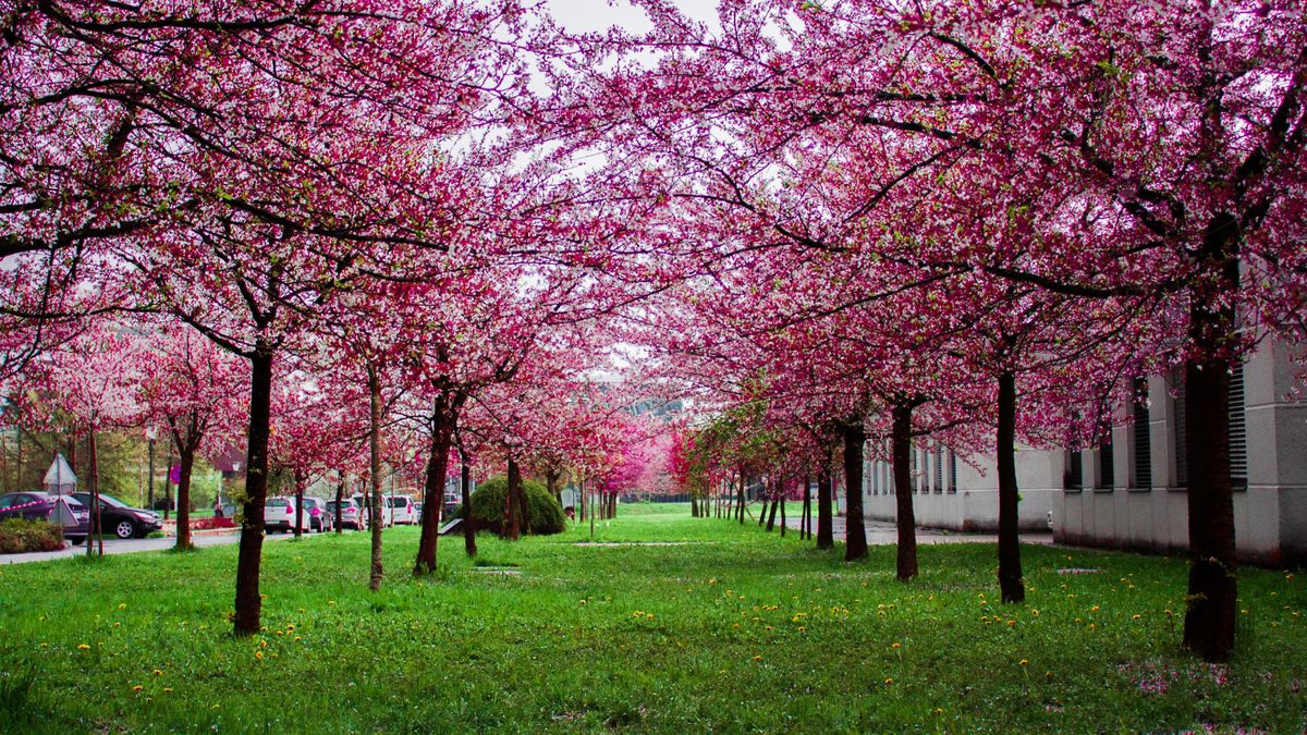 Prognoza meteo pentru Paște și 1 Mai 