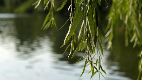 De ce este bine să păstrezi cu sfințenie salcia pe care o aduci &icirc;n ziua de Florii de la biserică. Uite ce efecte tămăduitoare au crenguțele binecuv&acirc;ntate &icirc;n lăcașul sf&acirc;nt
