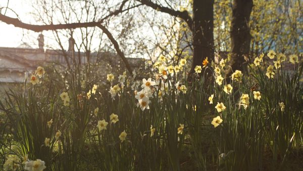 Vremea se &icirc;ncălzește &icirc;n Rom&acirc;nia! Meteorologii anunță temperaturi neașteptat de ridicate p&acirc;nă la jumătatea lunii mai 2025