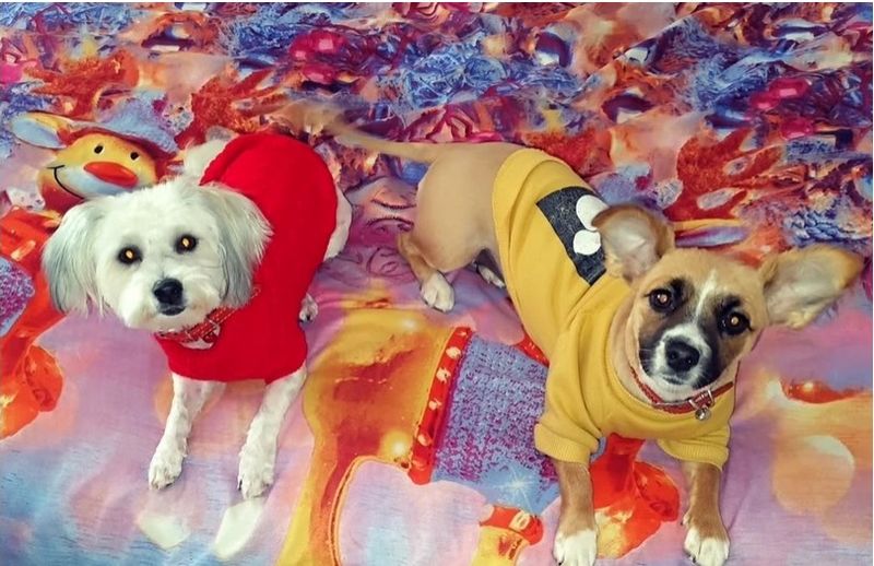 Reacții dure după decizia instanței