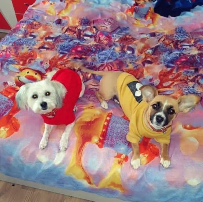 Oana Roman, mesaj cutremurător după uciderea a doi câini